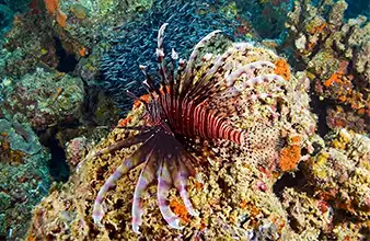 Mainit reef with volcanic hot springs